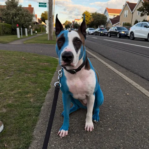 Australian cattle dog on a leash